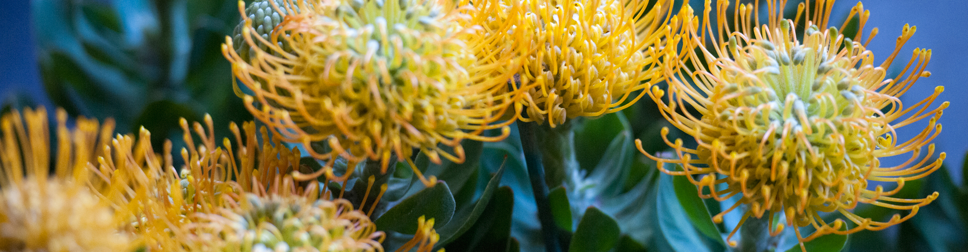 Contact Us The Gardens Medowie