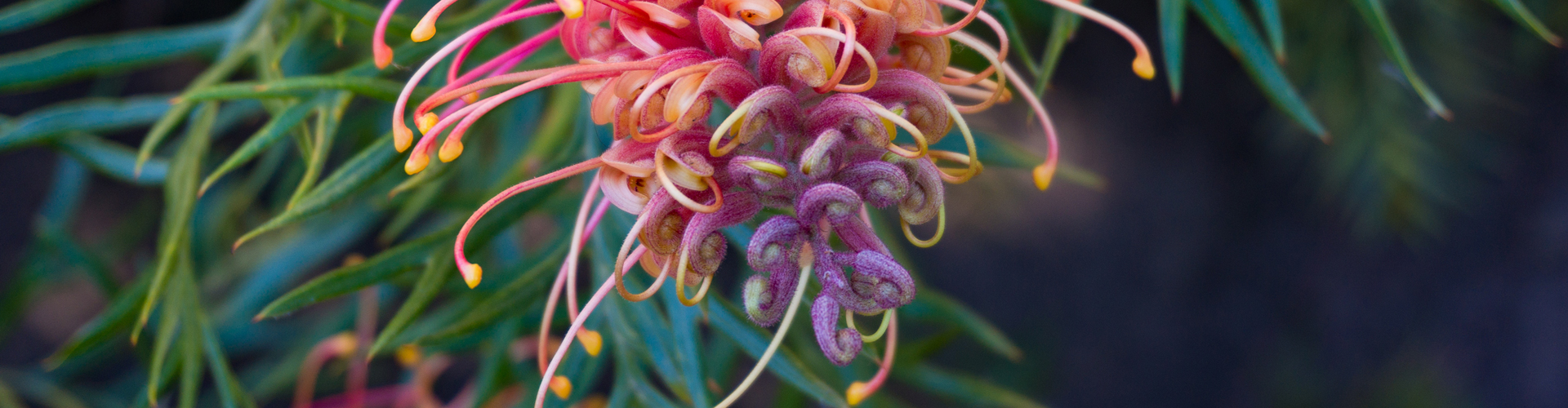 FAQs The Gardens Medowie